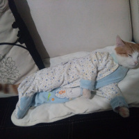 Sarman, Kedi  Polsy fotoğrafı