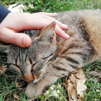 Tekir Kedi, Kedi  Diamond-tes fotoğrafı