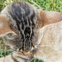 Tekir Kedi, Kedi  Diamond-tes fotoğrafı