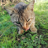 Tekir Kedi, Kedi  Diamond-tes fotoğrafı