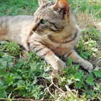 Tekir Kedi, Kedi  Diamond-tes fotoğrafı
