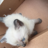 British Shorthair, Kedi  British Shorthair Blue Point fotoğrafı