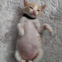 Tekir Kedi, Kedi  Latte fotoğrafı