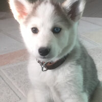 Sibirya Kurdu (Husky), Köpek  Lucky fotoğrafı