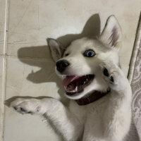 Sibirya Kurdu (Husky), Köpek  Lucky fotoğrafı