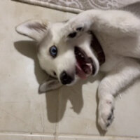 Sibirya Kurdu (Husky), Köpek  Lucky fotoğrafı