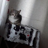 Tekir Kedi, Kedi  Helen fotoğrafı