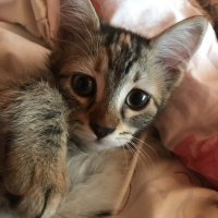 Tekir Kedi, Kedi  3 aylık yavruya ömürlük yuva fotoğrafı