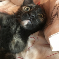 Tekir Kedi, Kedi  SEVGİ DOLU BEBEKLER fotoğrafı