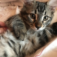 Tekir Kedi, Kedi  SEVGİ DOLU BEBEKLER fotoğrafı