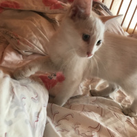 Tekir Kedi, Kedi  SEVGİ DOLU BEBEKLER fotoğrafı