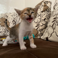 Tekir Kedi, Kedi  Paticik yeni sıcak yuvasını arıyor fotoğrafı