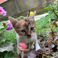 Tekir Kedi, Kedi  Paticik yeni sıcak yuvasını arıyor fotoğrafı
