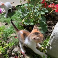 Tekir Kedi, Kedi  Paticik yeni sıcak yuvasını arıyor fotoğrafı