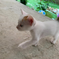 Tekir Kedi, Kedi  Pamuk yeni sıcak yuvasını arıyor fotoğrafı