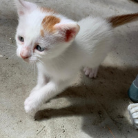 Tekir Kedi, Kedi  Pamuk yeni sıcak yuvasını arıyor fotoğrafı