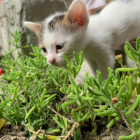 Tekir Kedi, Kedi  Benekli senin sıcak yuvanı istiyor fotoğrafı