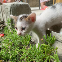 Tekir Kedi, Kedi  Benekli senin sıcak yuvanı istiyor fotoğrafı