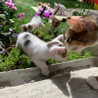 Tekir Kedi, Kedi  4 kardeş yuva arıyor fotoğrafı