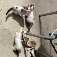 Tekir Kedi, Kedi  4 kardeş yuva arıyor fotoğrafı