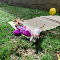 Tekir Kedi, Kedi  4 kardeş yuva arıyor fotoğrafı