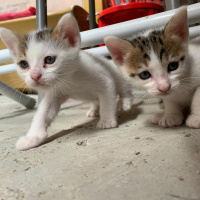 Tekir Kedi, Kedi  4 kardeş yuva arıyor fotoğrafı