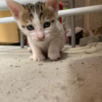 Tekir Kedi, Kedi  4 kardeş yuva arıyor fotoğrafı