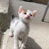 Tekir Kedi, Kedi  4 kardeş yuva arıyor fotoğrafı