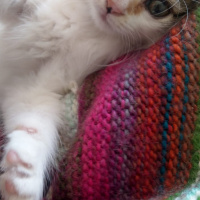 Tekir Kedi, Kedi  Maya fotoğrafı