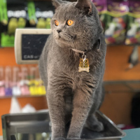 British Shorthair, Kedi  Oscar fotoğrafı
