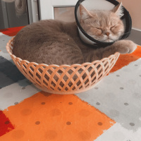 British Shorthair, Kedi  Mia fotoğrafı