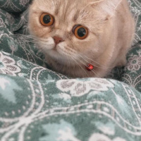 British Shorthair, Kedi  Mia fotoğrafı