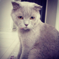 Scottish Fold, Kedi  Oscar fotoğrafı