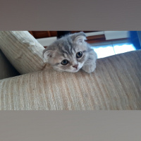 Scottish Fold, Kedi  Nazlı fotoğrafı