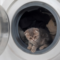 Scottish Fold, Kedi  Nazlı fotoğrafı