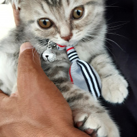 Scottish Fold, Kedi  Nazlı fotoğrafı