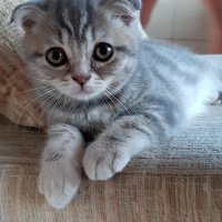 Scottish Fold, Kedi  Nazlı fotoğrafı