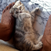 Scottish Fold, Kedi  Nazlı fotoğrafı