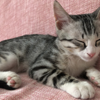 Tekir Kedi, Kedi  Şimdilik yok fotoğrafı