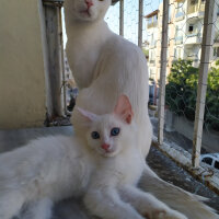 Ankara Kedisi, Kedi  Minnoşum prensim paşam herşeyim fotoğrafı