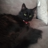 Tiffanie, Kedi  Vera fotoğrafı