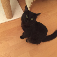 Tiffanie, Kedi  Vera fotoğrafı
