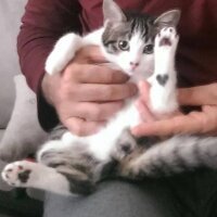 Tekir Kedi, Kedi  Minik fotoğrafı