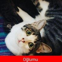 Tekir Kedi, Kedi  Minik fotoğrafı