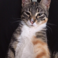 Tekir Kedi, Kedi  minnoş fotoğrafı