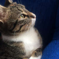 Tekir Kedi, Kedi  minnoş fotoğrafı