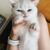 Scottish Fold, Kedi  Suşi fotoğrafı