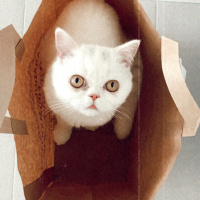 Scottish Fold, Kedi  Suşi fotoğrafı