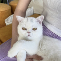 Scottish Fold, Kedi  Suşi fotoğrafı