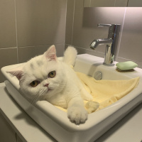 Scottish Fold, Kedi  Suşi fotoğrafı